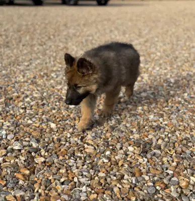 Precious German Shepherd Dog puppies available