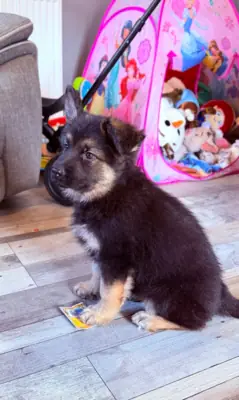 Super Adorable German Shepherd Puppies For Adoption