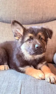 Gorgeous and Joy giving German Shepherd Puppies Ready To Leave.