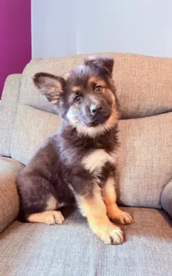 AKC German Shepherd Puppies - Excellent Bloodlines!!!