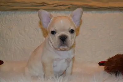 Preciosos Cachorros de Bulldog Francés y Compañeros Maravillosos
