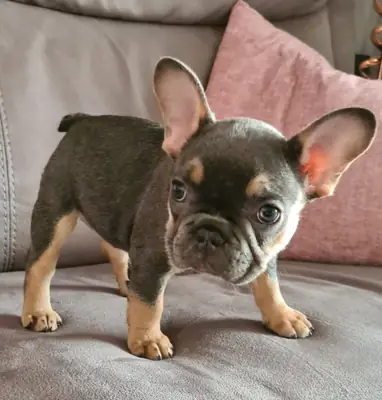 Arkadaş Canlısı Fransız Bulldog Yavruları, Yeni Aileler İçin Hazır