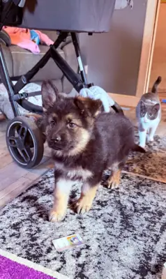 Paper trained male and female german sherpherd dog puppies for adoption