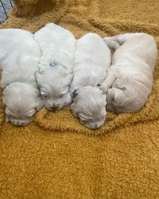 Adorable Maltese Puppies 