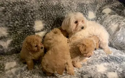 Sweet Gorgeous Maltese Puppies 