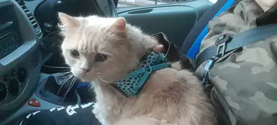 Je cherche un foyer temporaire de longue durée pour ma chatte, c'est une femelle, ça ne me convient pas et je ne peux pas changer