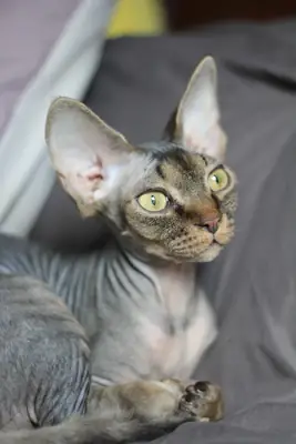 gato devon rex