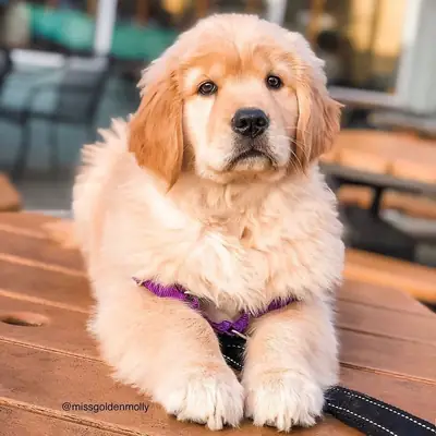 Golden Retriever 