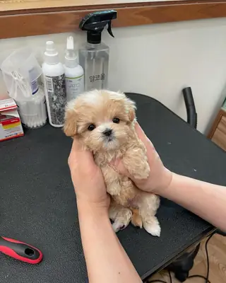 Poodle 