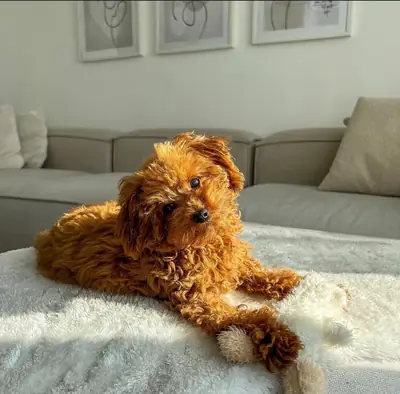 Chiot adorable