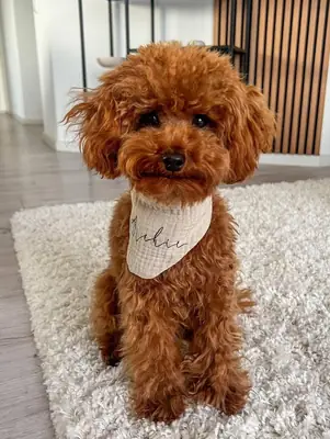 可爱的贵宾犬幼犬