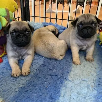 Pug Cachorros Disponibles para Adopción 655867132