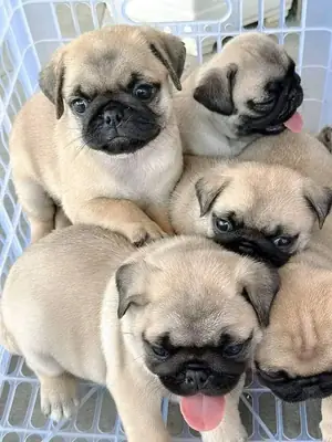 Pug Cachorros Buscan una Familia Cariñosa 34 632 000221