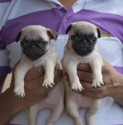 Pug Cachorros Disponibles para una Familia Especial 34 632 000221
