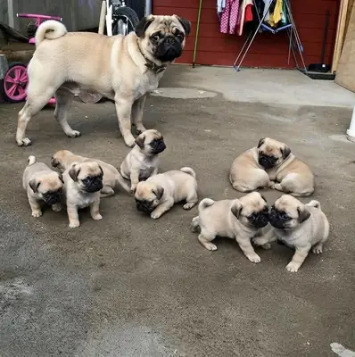 Pug Cachorros Esperando una Familia para Siempre 34 632 000221