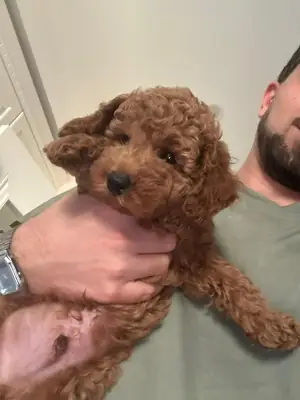 Toy poodle femelle de 2 mois