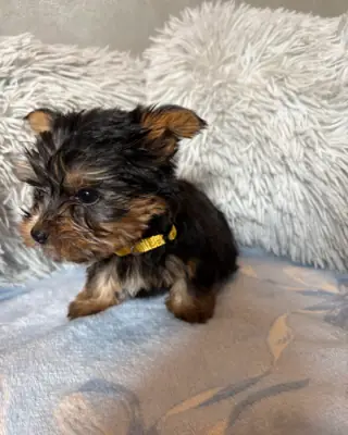 Engelhafte Teacup-Yorkie-Welpen