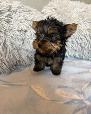 Geweldige Teacup Yorkshire Terrier-puppy's