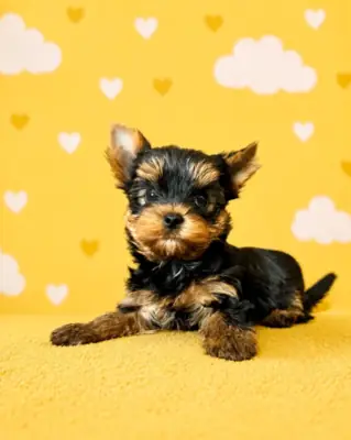 Sød Yorkshire Terrier-hvalp til adoption