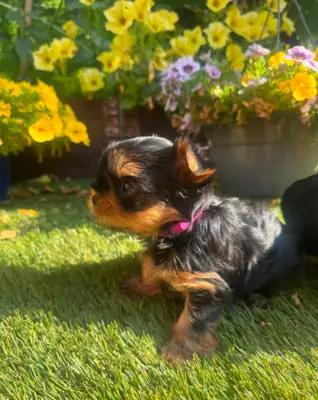 Increíble y asombroso cachorro de Yorkshire Terrier en una taza de té