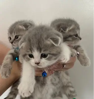 Adorable Scottish Fold KITTENS