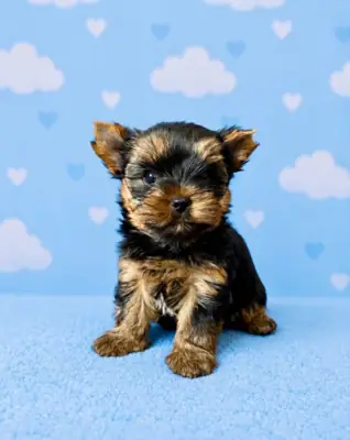Chiots Yorkshire terrier bien dressés