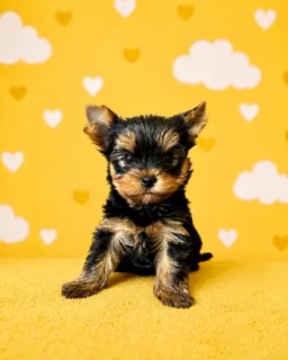 Heemopgezuuchte Yorkshire Terrier Welpen