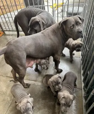 Cane Corso Welpen suchen ein neues Zuhause