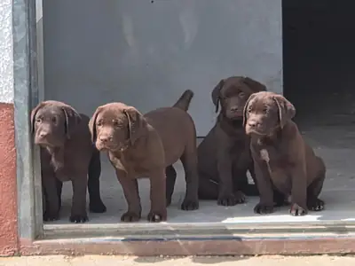 Labrador Welpen
