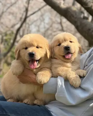 金毛寻回犬幼犬