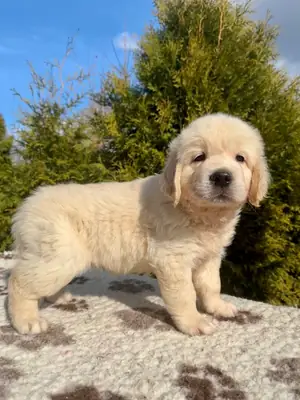Golden Retriever for sale 