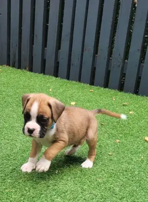 Stunning Boxer Puppy