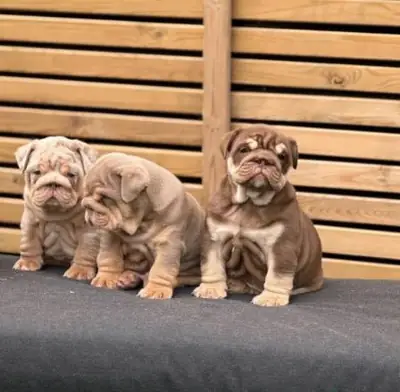 Amazing Litter Of French Bulldog Puppies