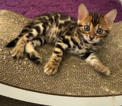 Stunning Bengal Kittens