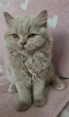Stunning British Shorthair Kittens