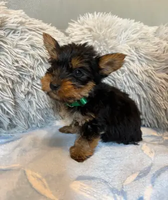 Cachorros Yorkshire Terrier (tamaño "teacup") adorables