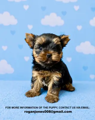 Superbes chiots Yorkshire Terrier (taille toy)