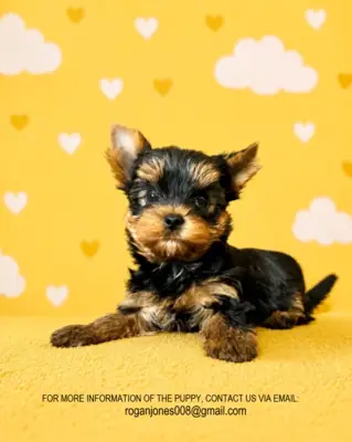 约克夏犬（Yorkie）幼犬：优秀的家庭宠物