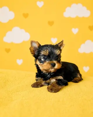 Cachorra cariñosa de Yorkshire Terrier tamaño "teacup"