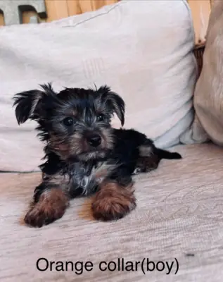 Disponibles cachorros Yorkie de excelente calidad y gran personalidad