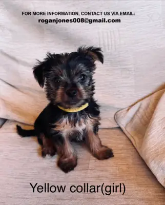 健康的约克夏犬幼犬（公犬和母犬）
