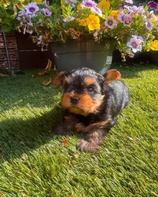 Cachorros Yorkshire Terrier (tamaño "teacup") muy cariñosos
