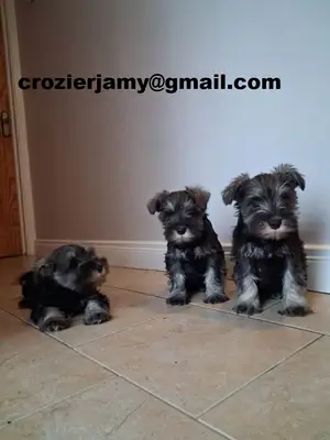 Registered Miniature Schnauzer Puppies