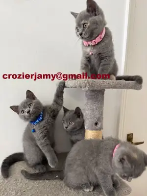 Gatitos British Shorthair