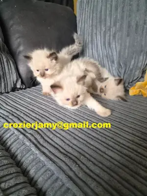 chatons Ragdoll de race pure.