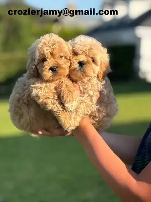可卡普犬幼犬