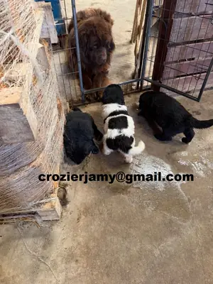 Chiots terre-neuve