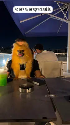 Pomeranian