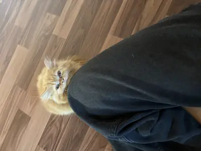 我的波斯猫莫科想要交配。