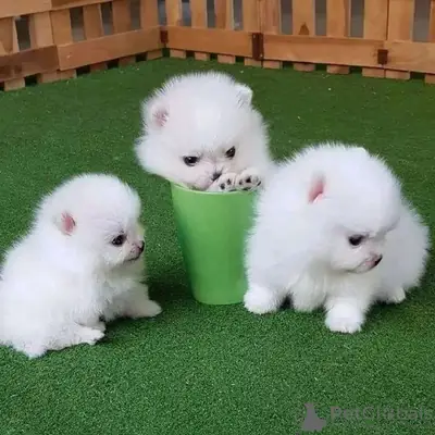 Cachorros Pomerania (Raza pura):